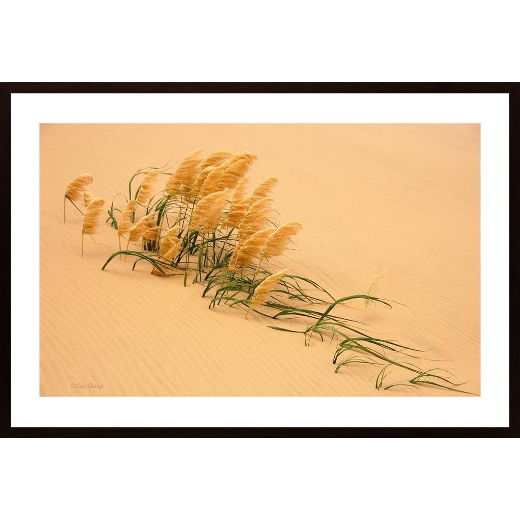 Pampas Grass In Sand Dune Plakát
