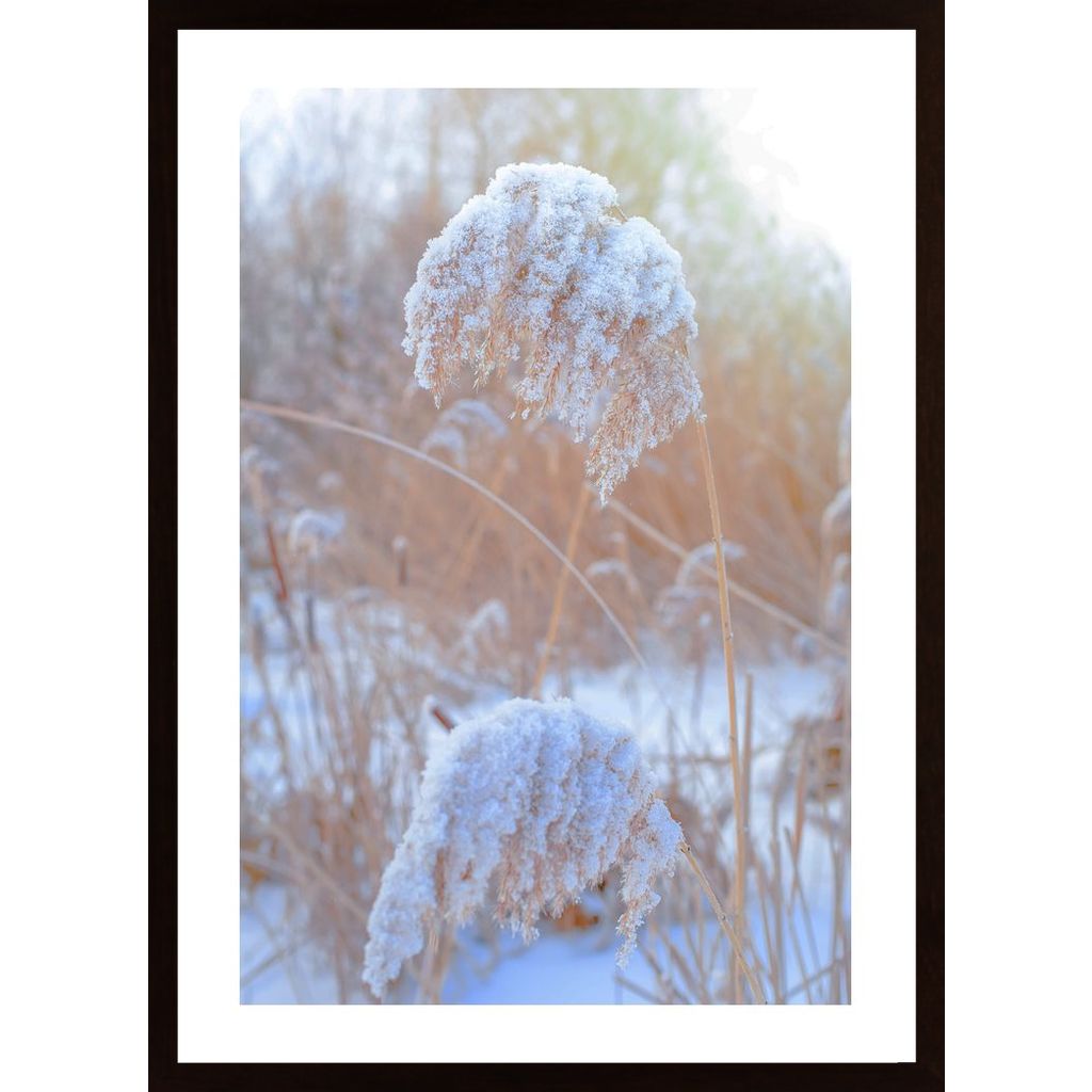 Winter Day At Sunset Poster
