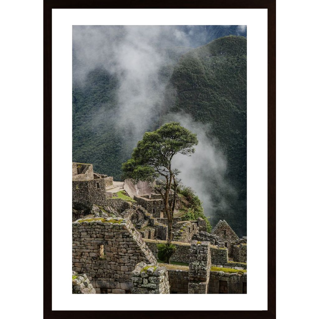 Machu Picchu Tree Plakát
