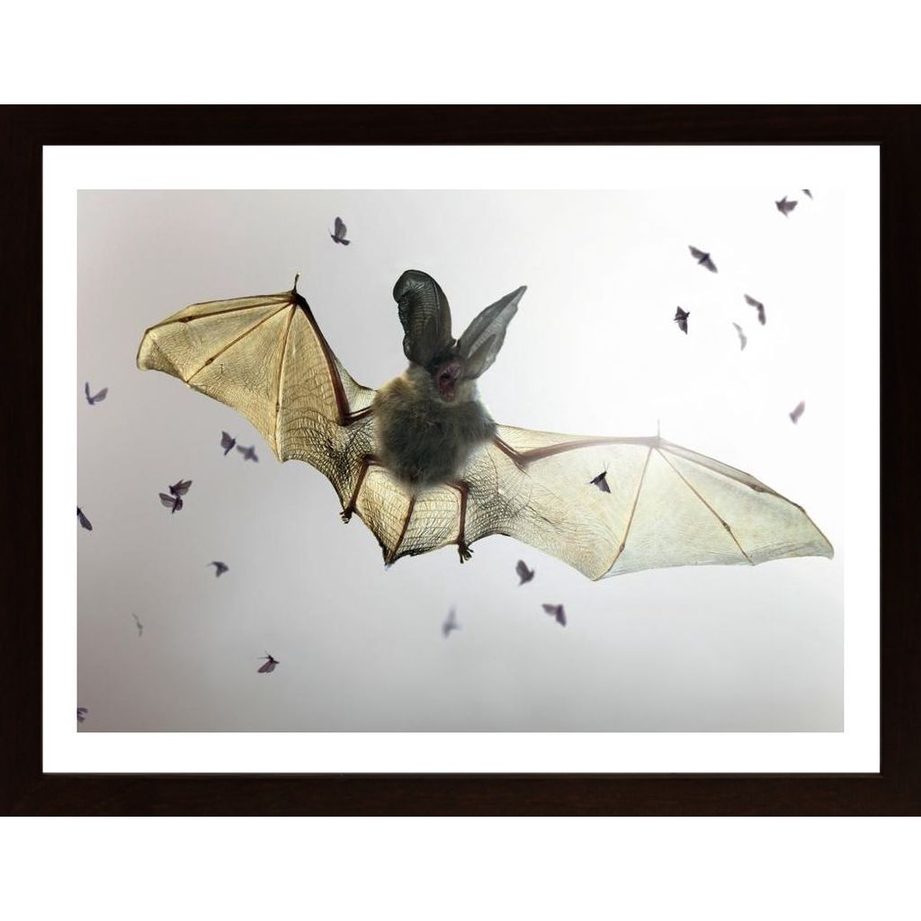 Bat Poster