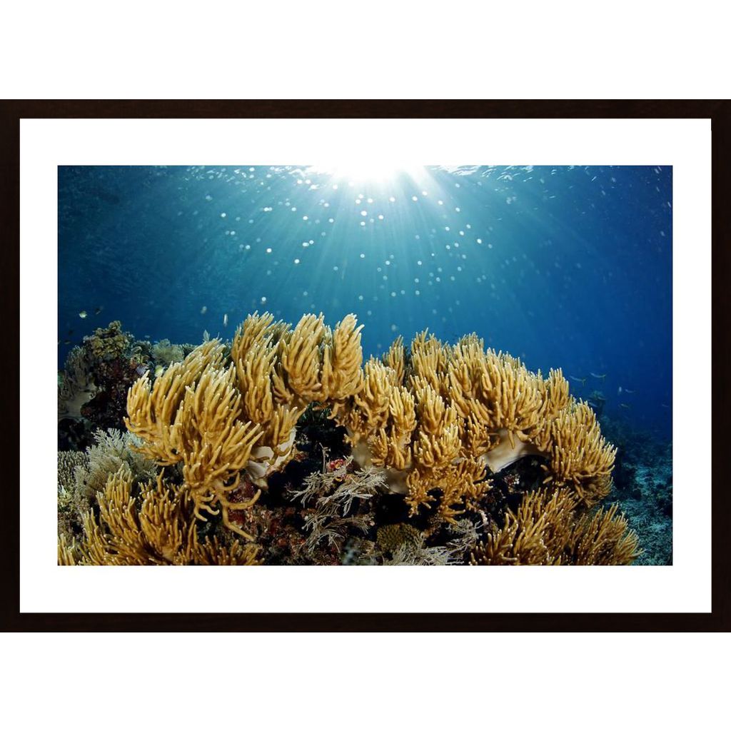 Coral Reef Sunburst Poster