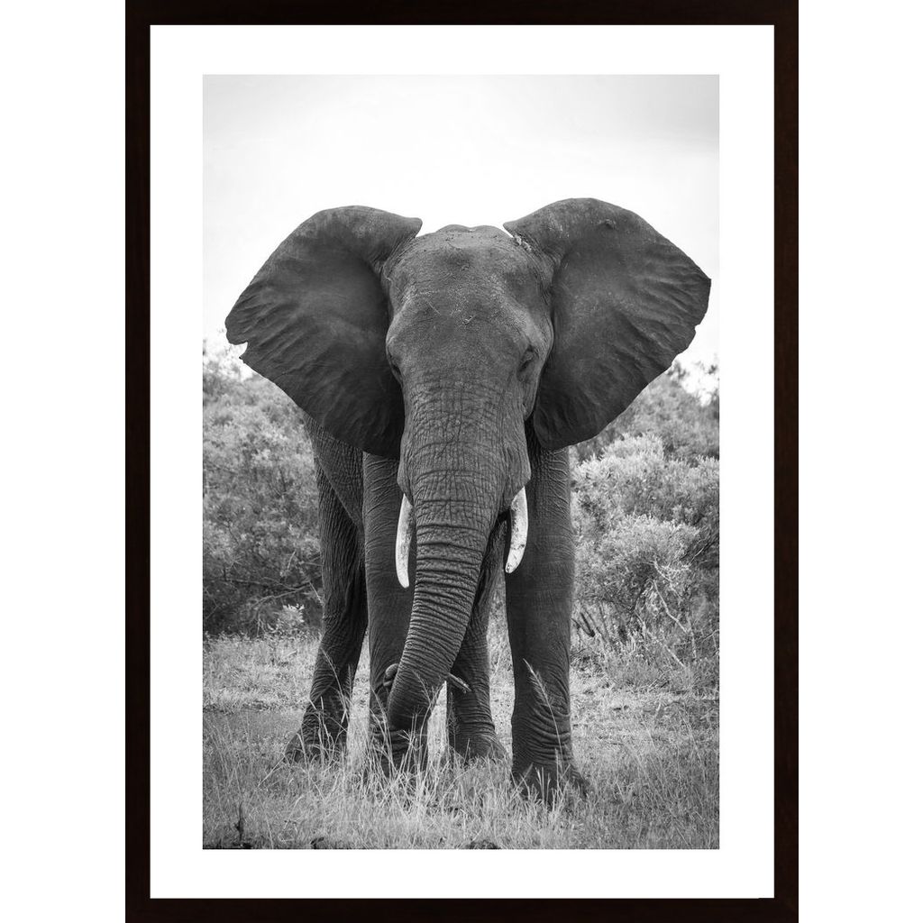 Big Elephant Plakát