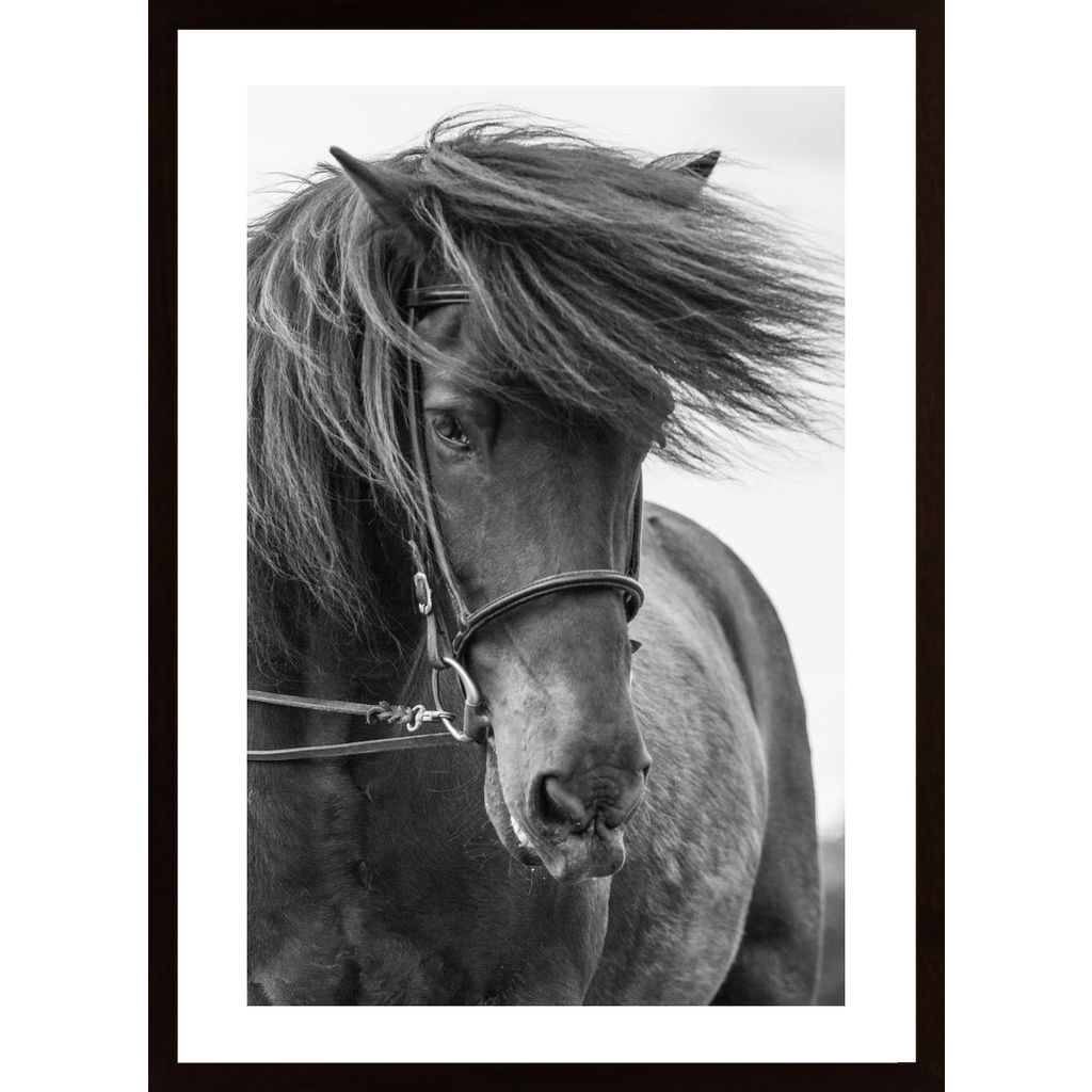 Portrait Horse Plakát
