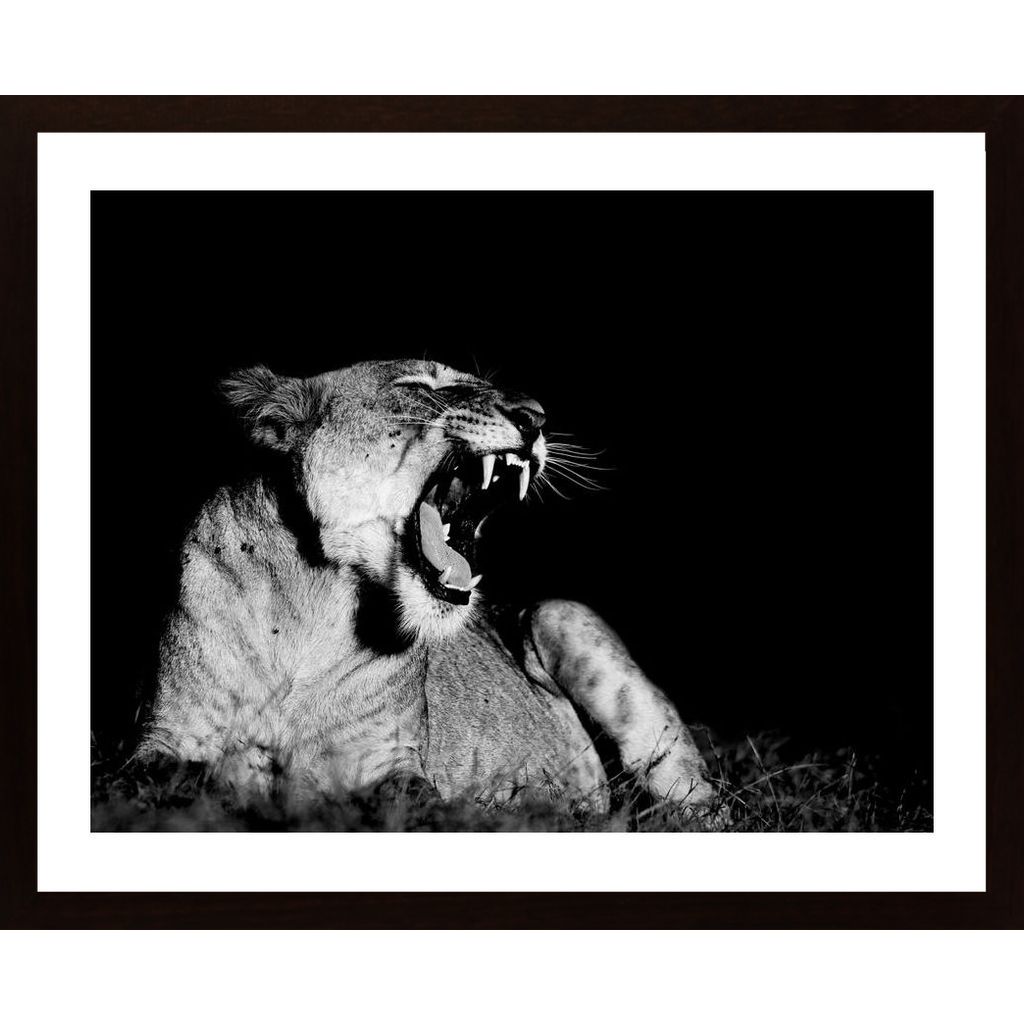 Yawning Lion Poster