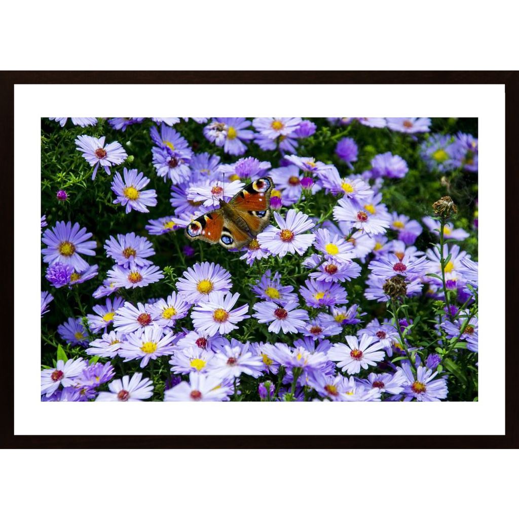 Barwny Motyl Affiche