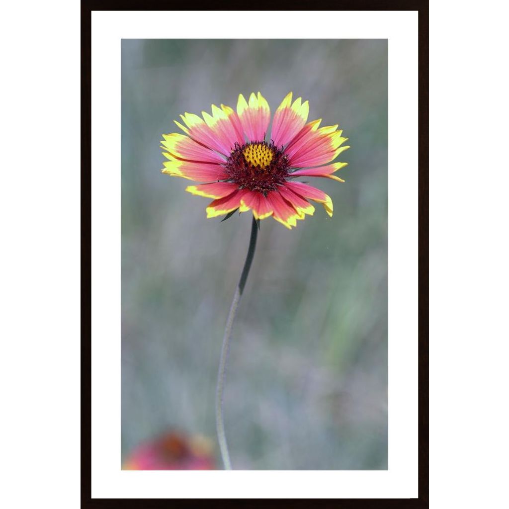 Pink Aster Poster