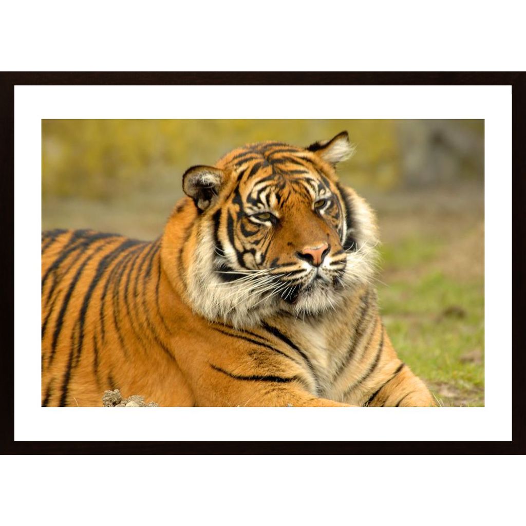 Bengal Tigers Plakát