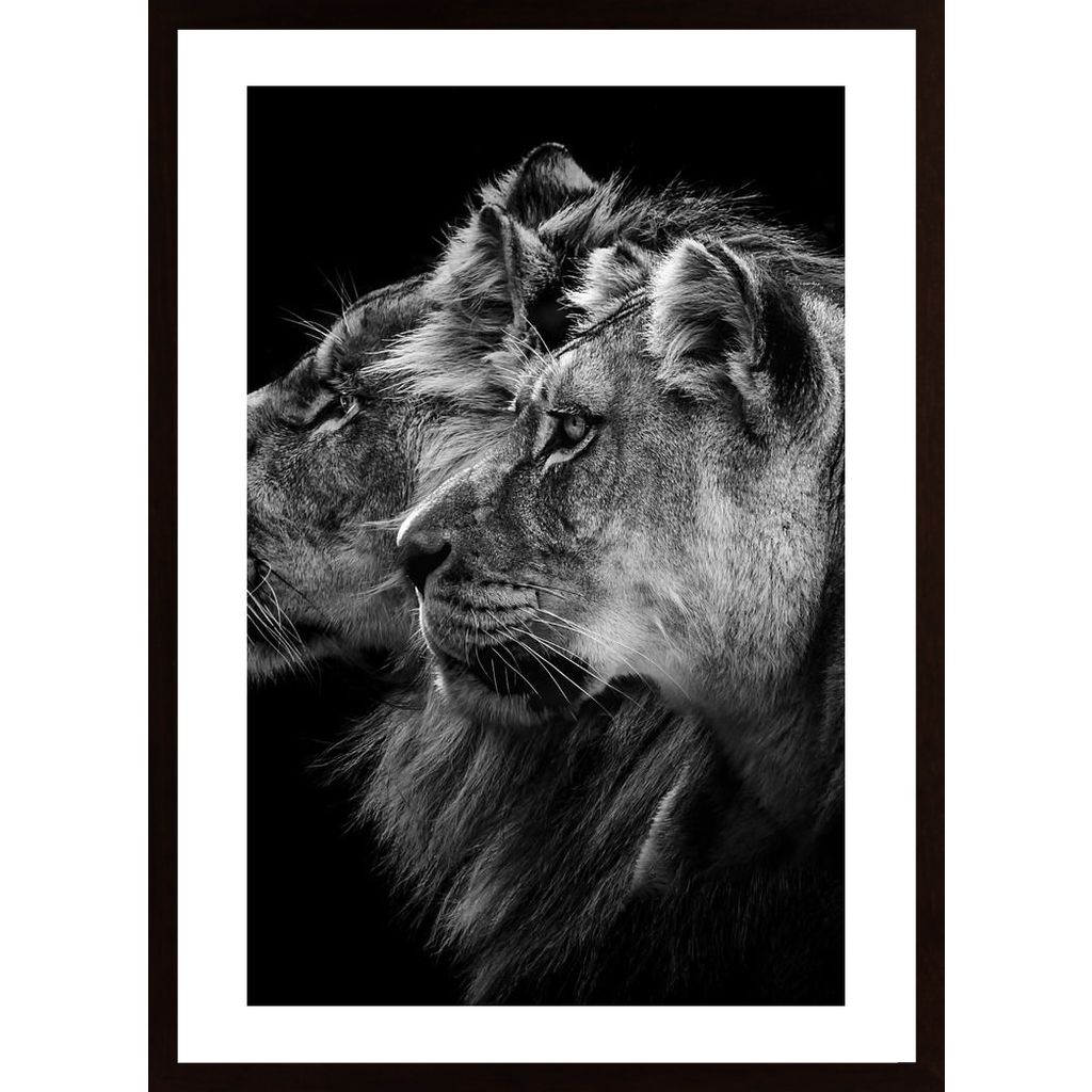 Lion And  Lioness Portrait Affiche
