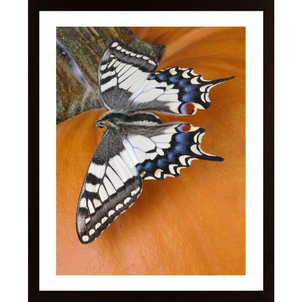 Butterfly Plakát