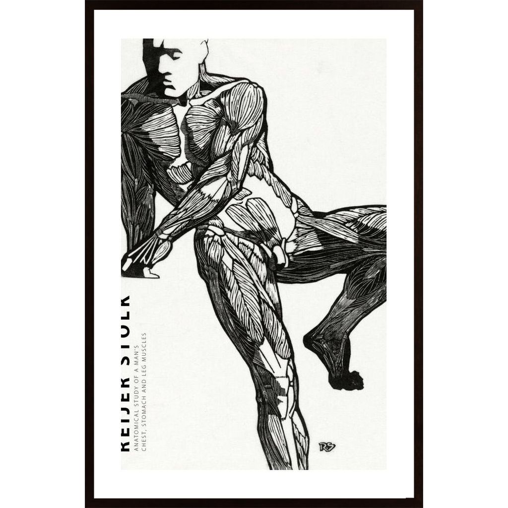 Stolk - Anatomical 3 Plakát