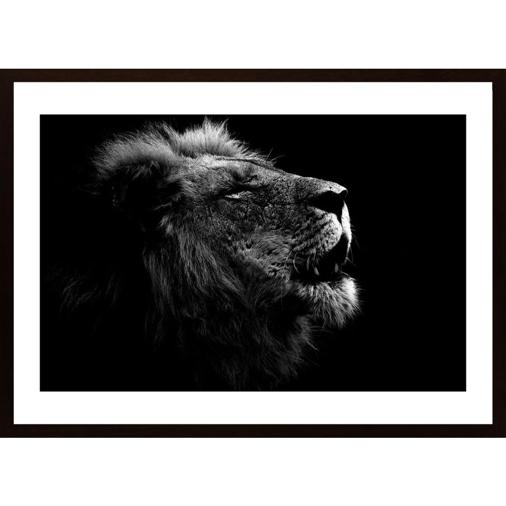 Roaring Lion Plakát