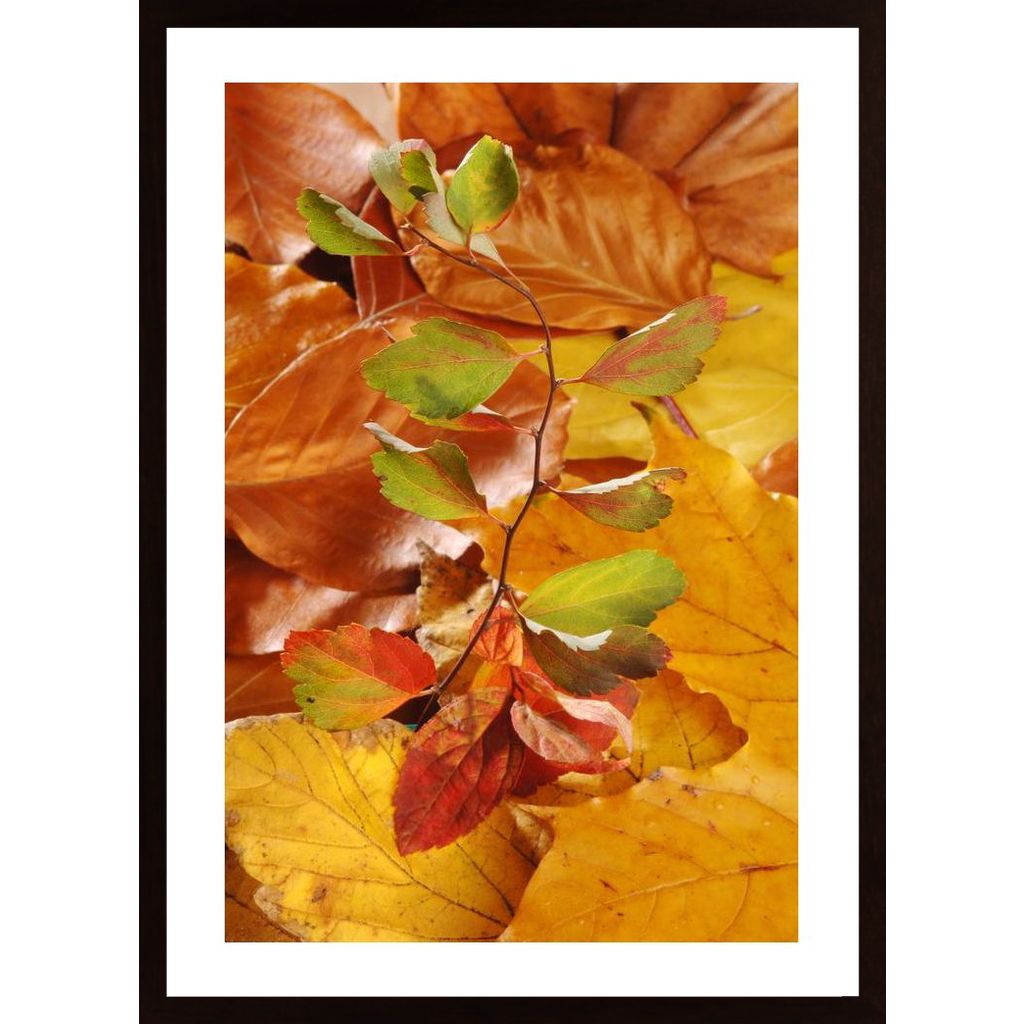 Leaves Affiche