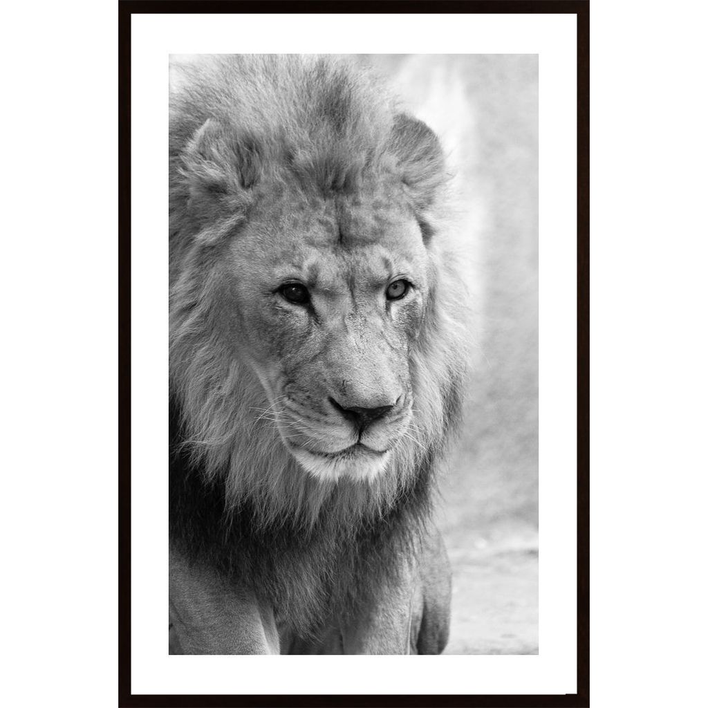 Lion Affiche