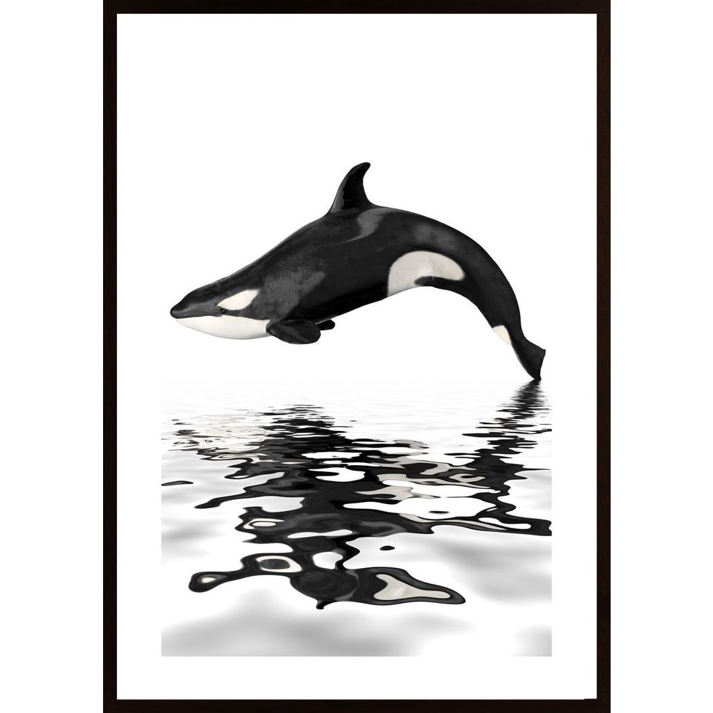Whale With Reflection Poster