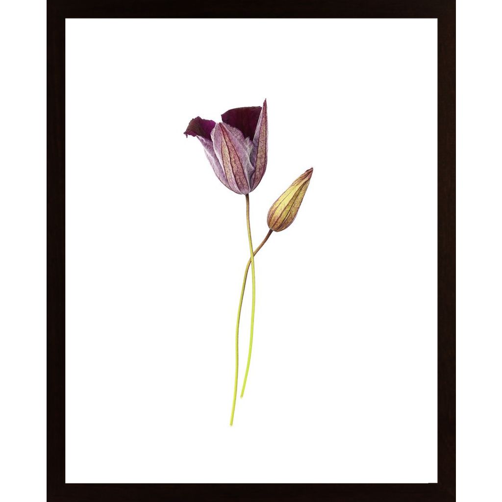Purple Flower Plakát