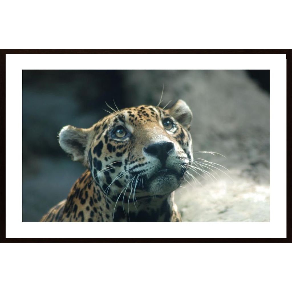 Leopard Plakát