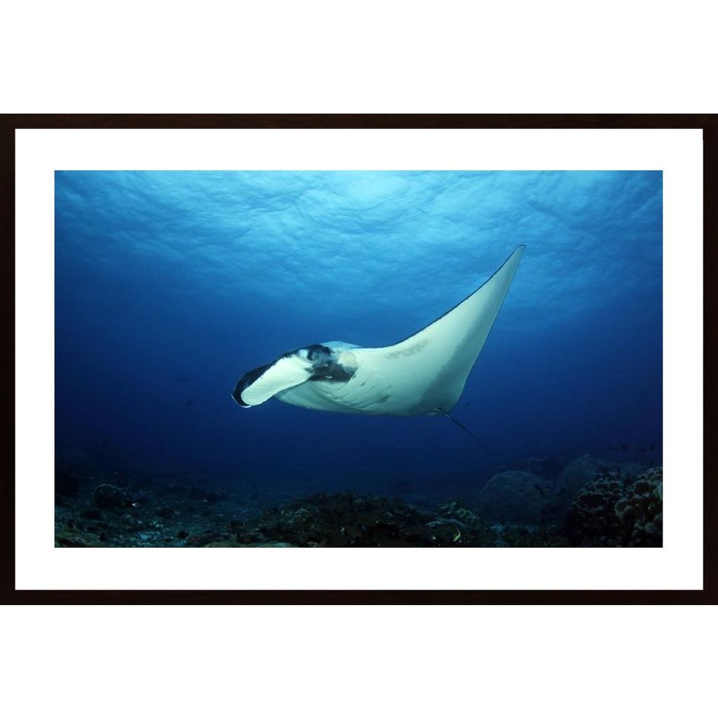 Oceanic Manta Ray Plakat