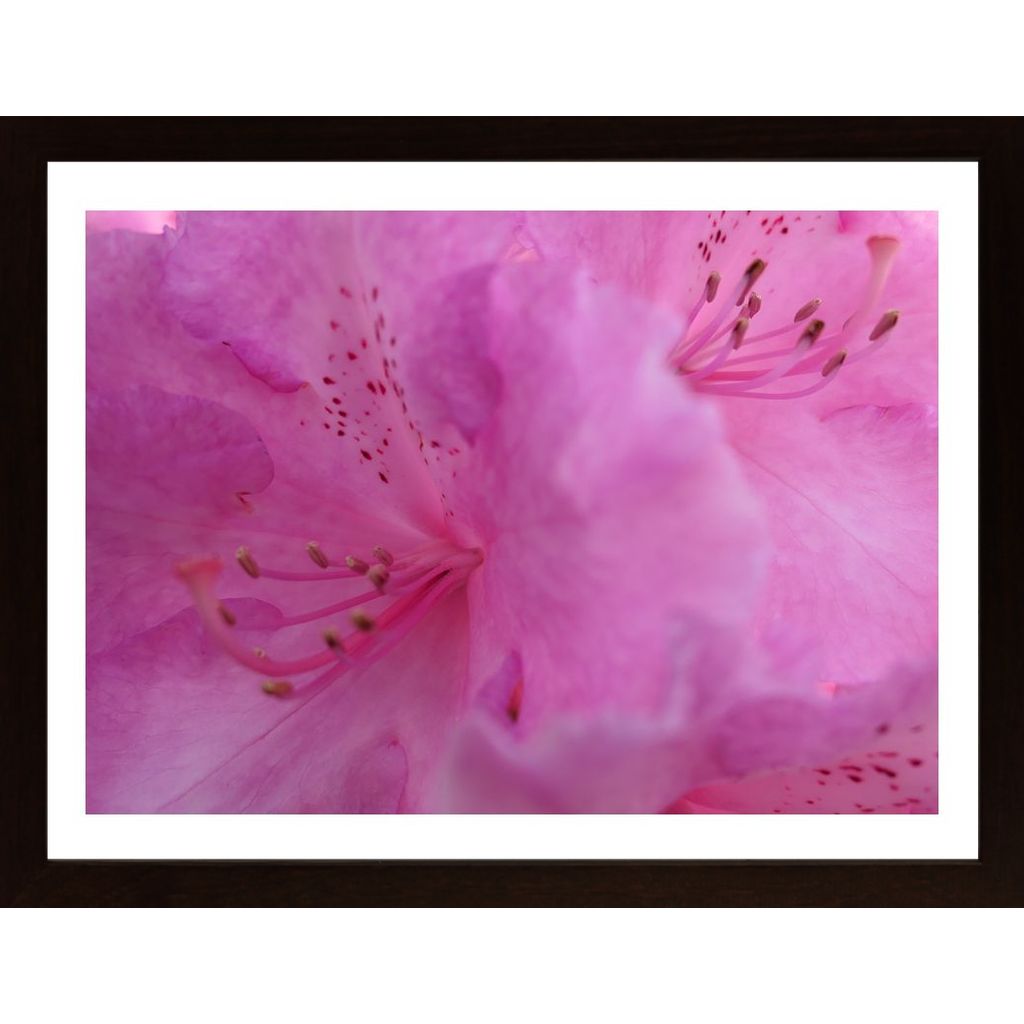 Flower In Pink Poster