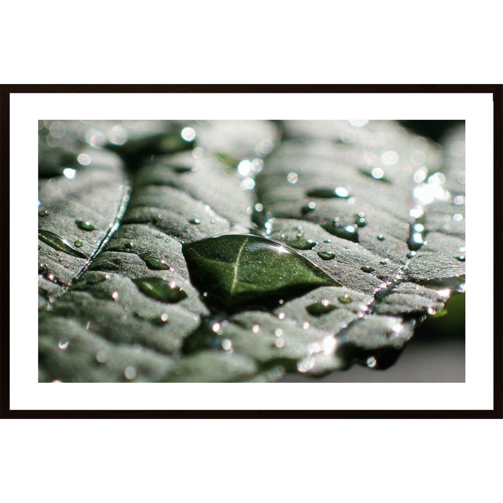 Water Drops On A Leaf 2 Affiche