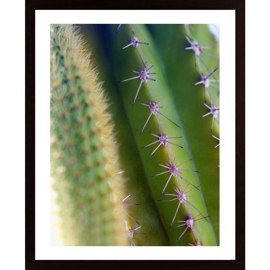 Kolce Kaktusa Affiche