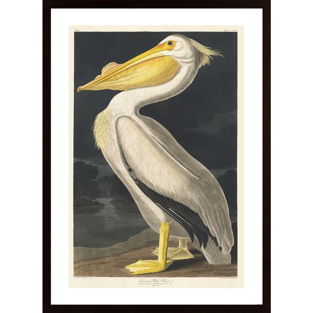 White Pelican Plakát