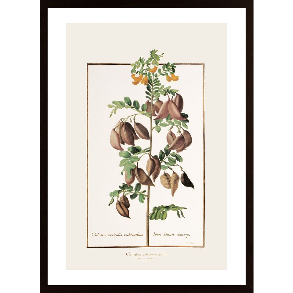 Colutea Arborescens Affiche