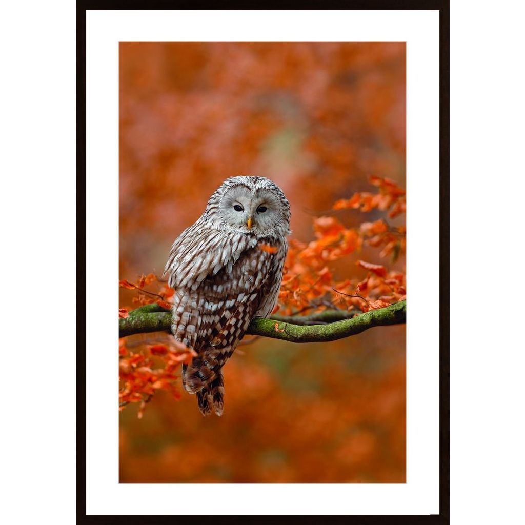 Owl In Autumn Tree Poster