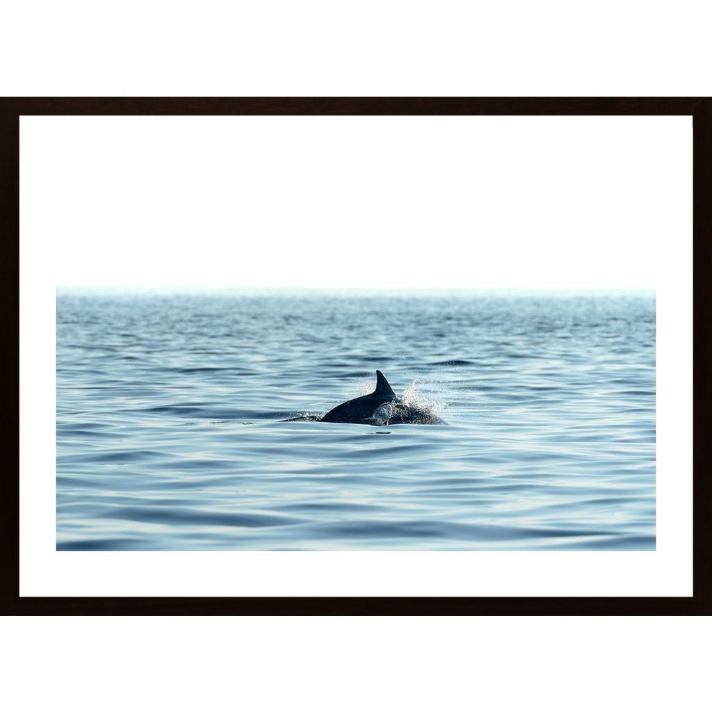 Swimming Dolphin In The Sea Plakat