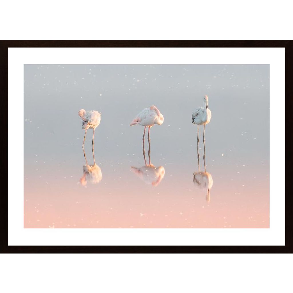 Three Flamingos Affiche