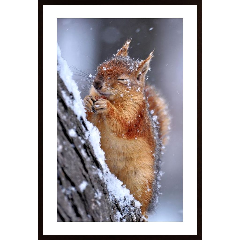 Winter Squirrel Poster