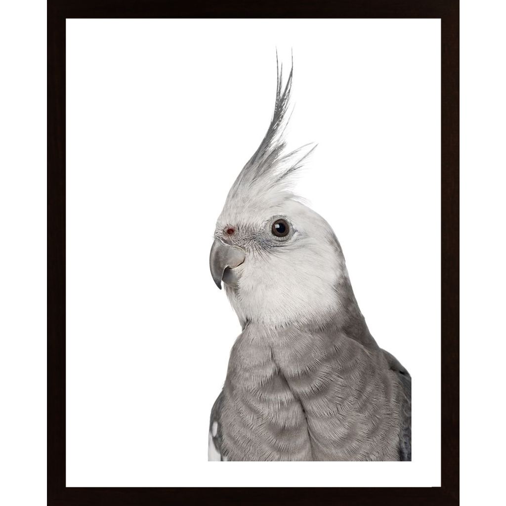 Alert Parrot Affiche