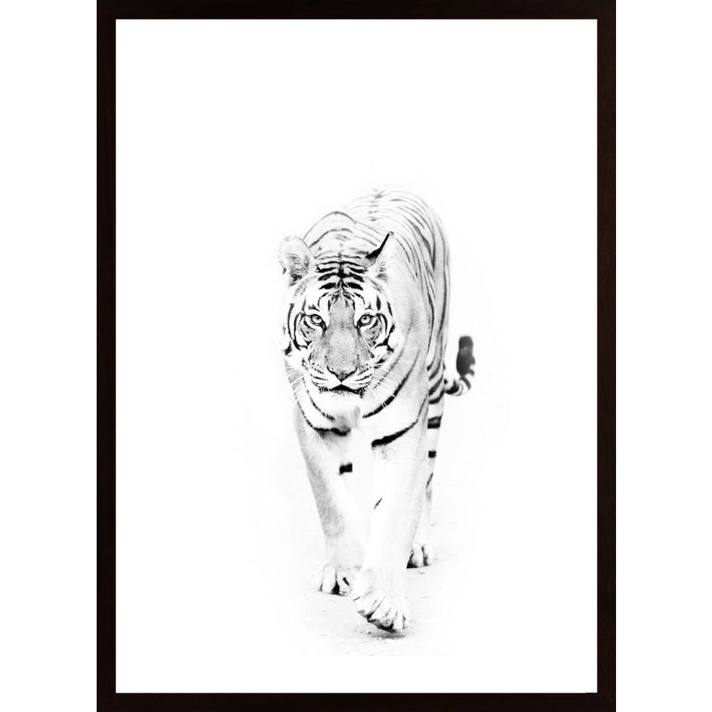 Tiger Approaching Poster