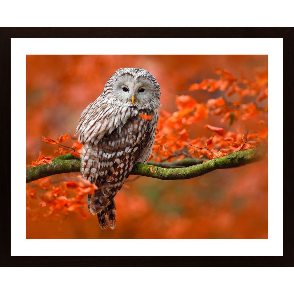 Owl In Autumn Tree Horizontal Poster