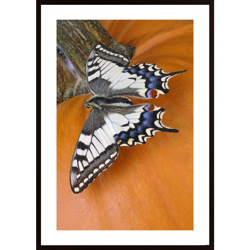 Butterfly Plakát
