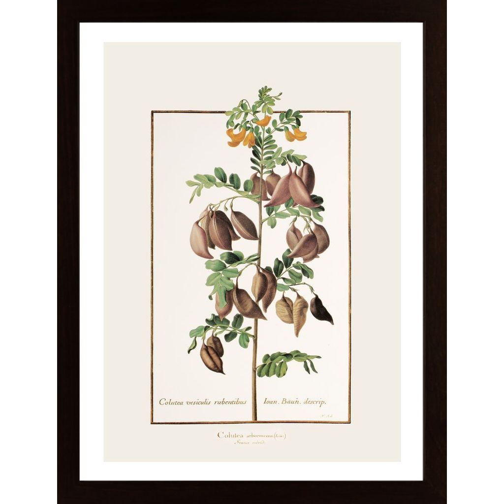 Colutea Arborescens Affiche