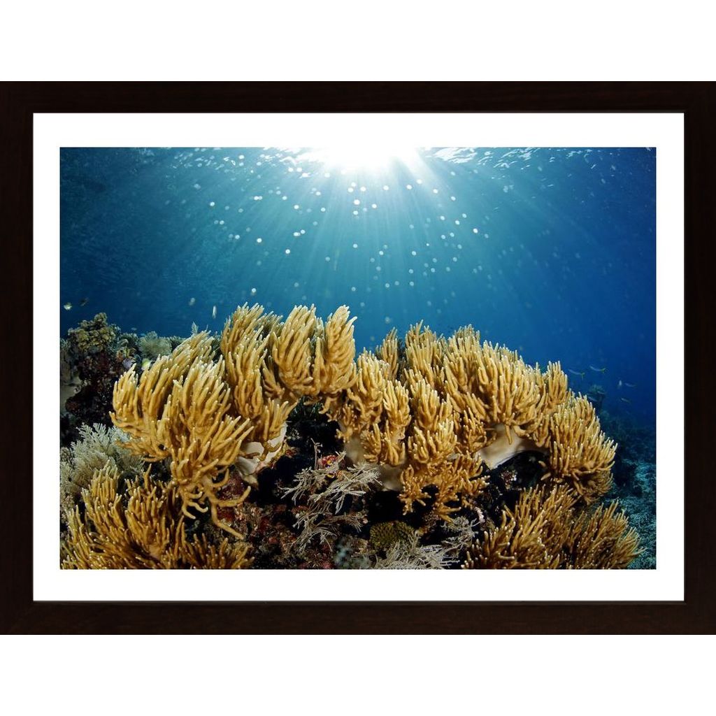 Coral Reef Sunburst Poster