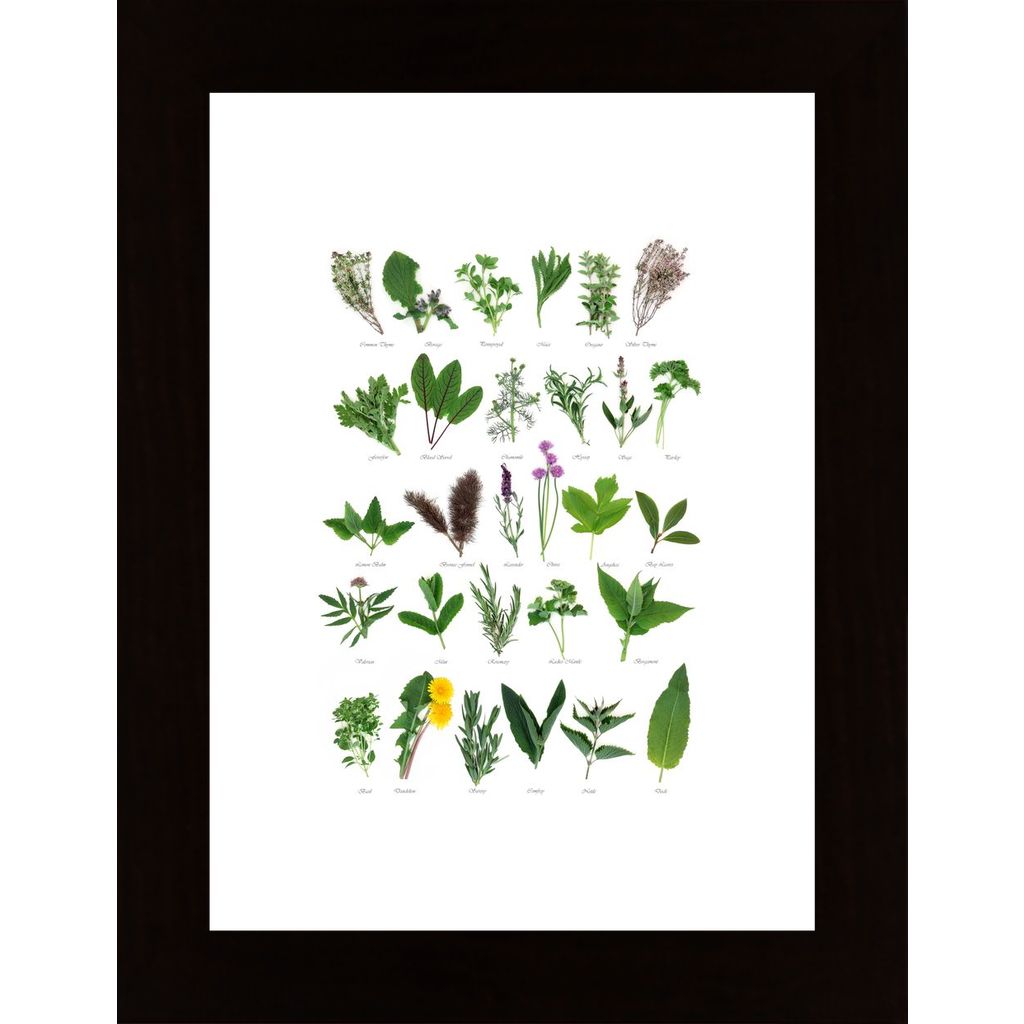 Plants With Names Affiche