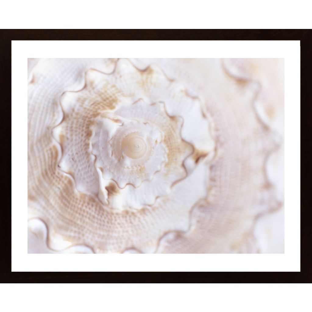 Seashell 1 Plakát