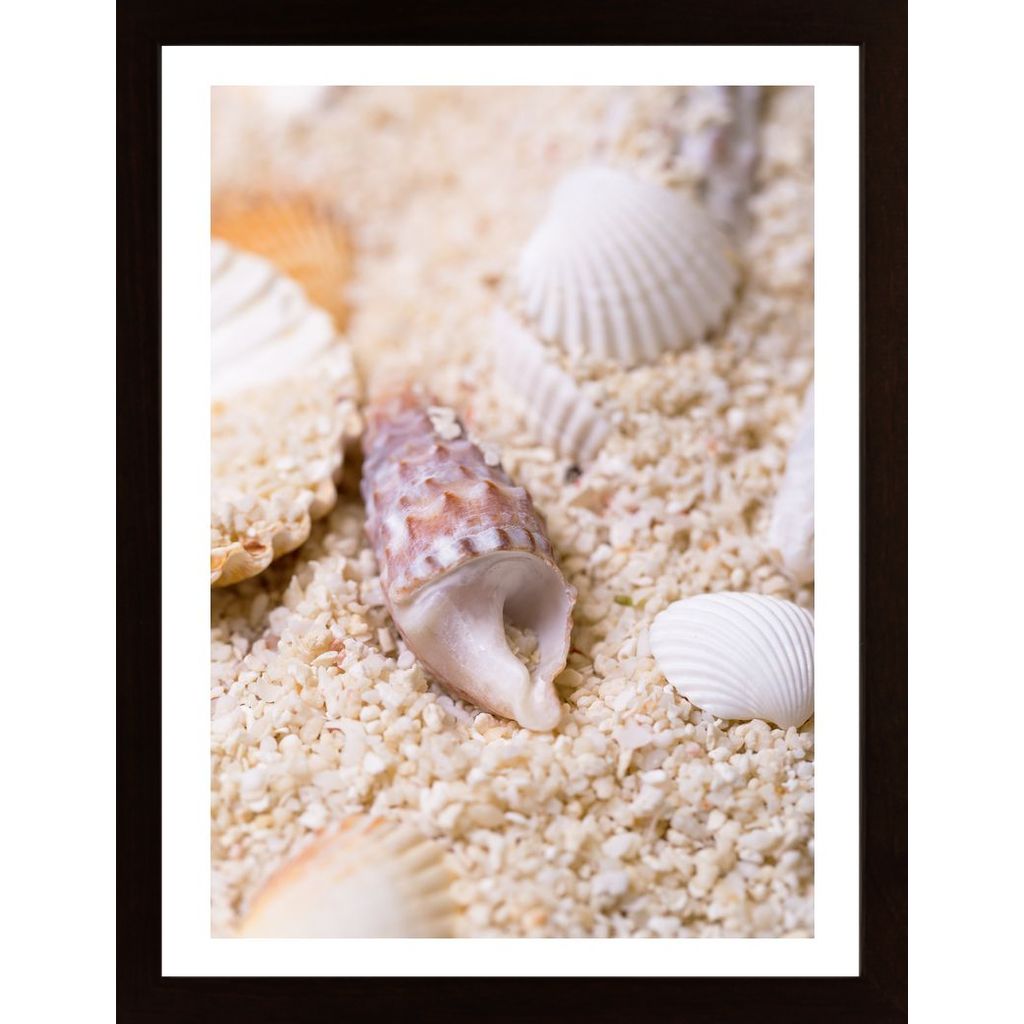 Seashell In Sand 2 Plakát