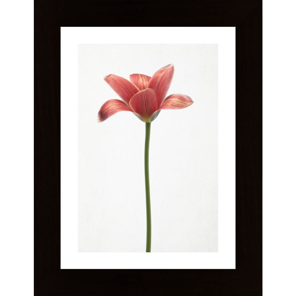 Long Stemmed Tulip Plakát