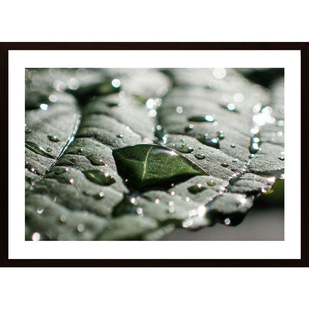 Water Drops On A Leaf 2 Poster