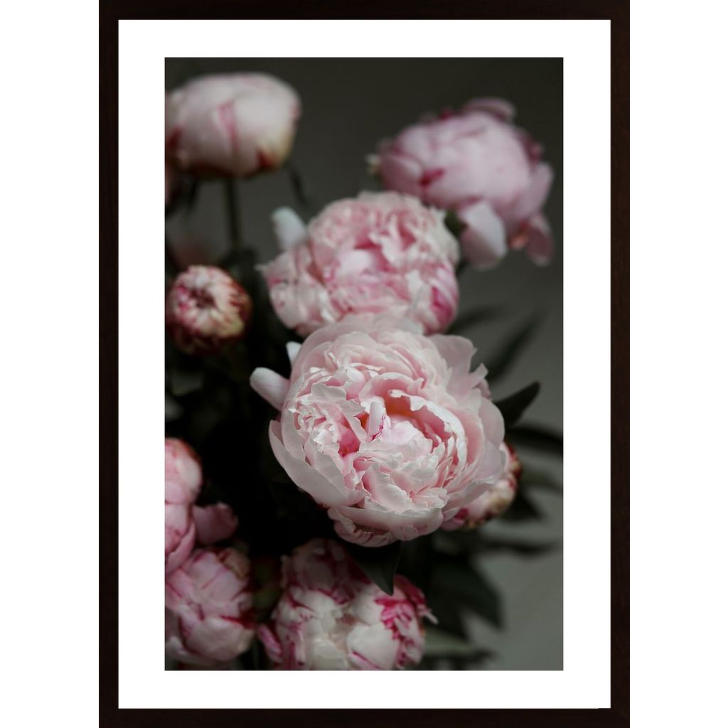Pink Peonies 2 Affiche