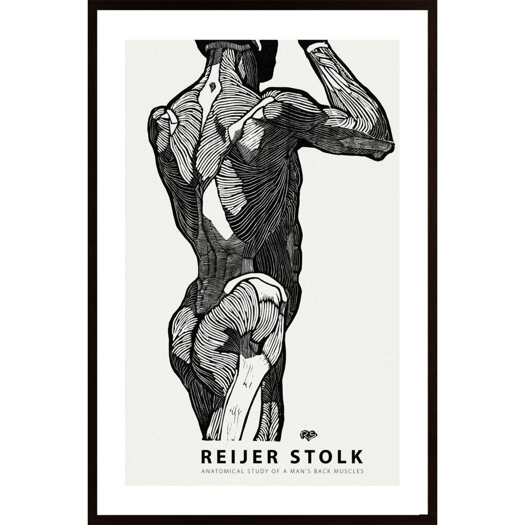 Stolk - Anatomical 2 Poster