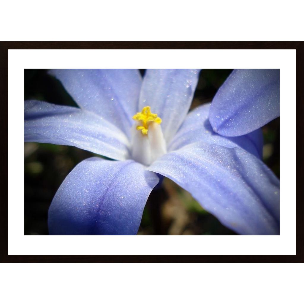 Blooming Blue Plakát