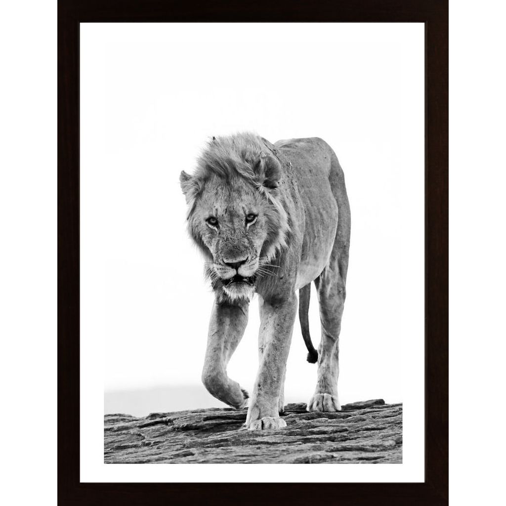 Lion Approaching Affiche