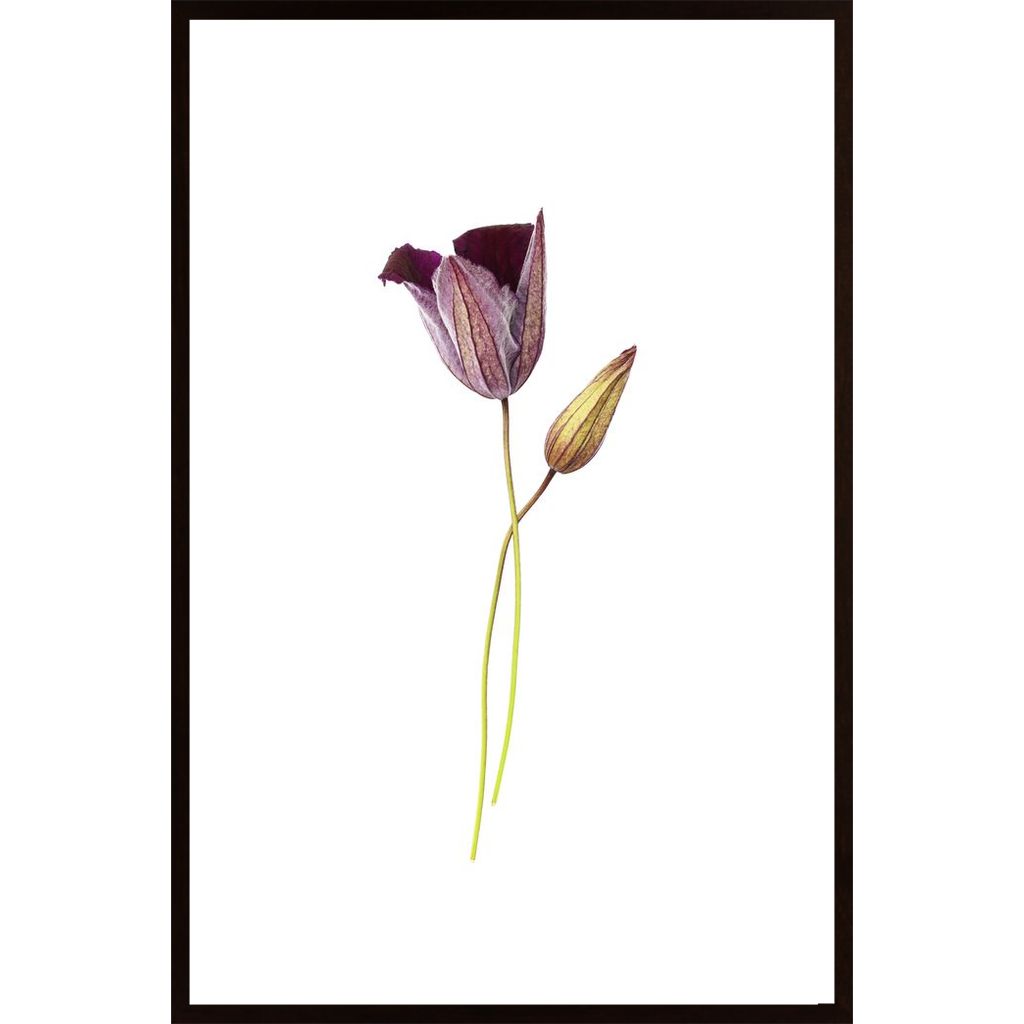Purple Flower Plakát