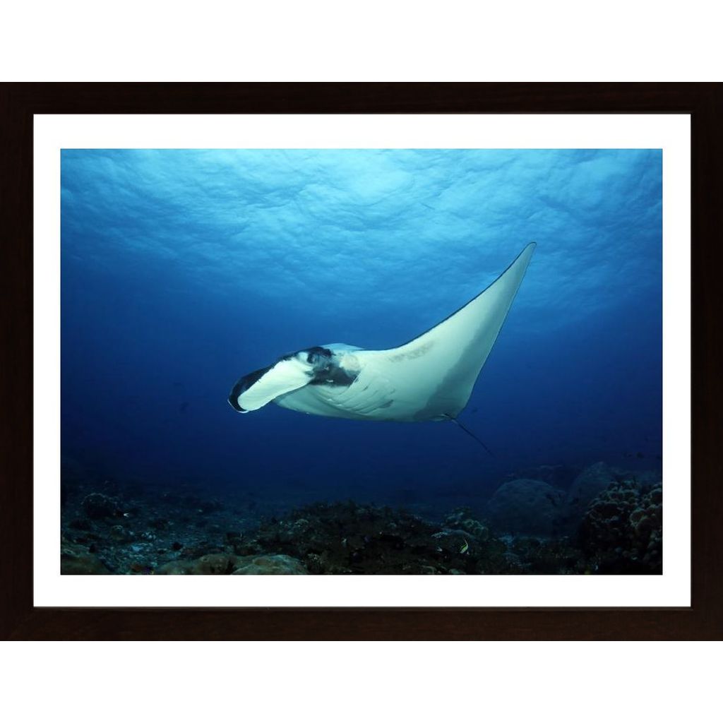 Oceanic Manta Ray Poster