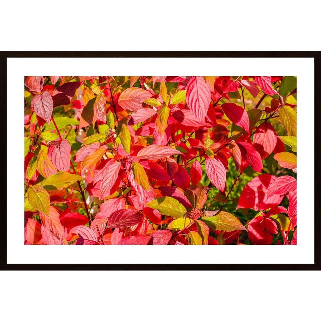 Bush With Red Leaves Poster
