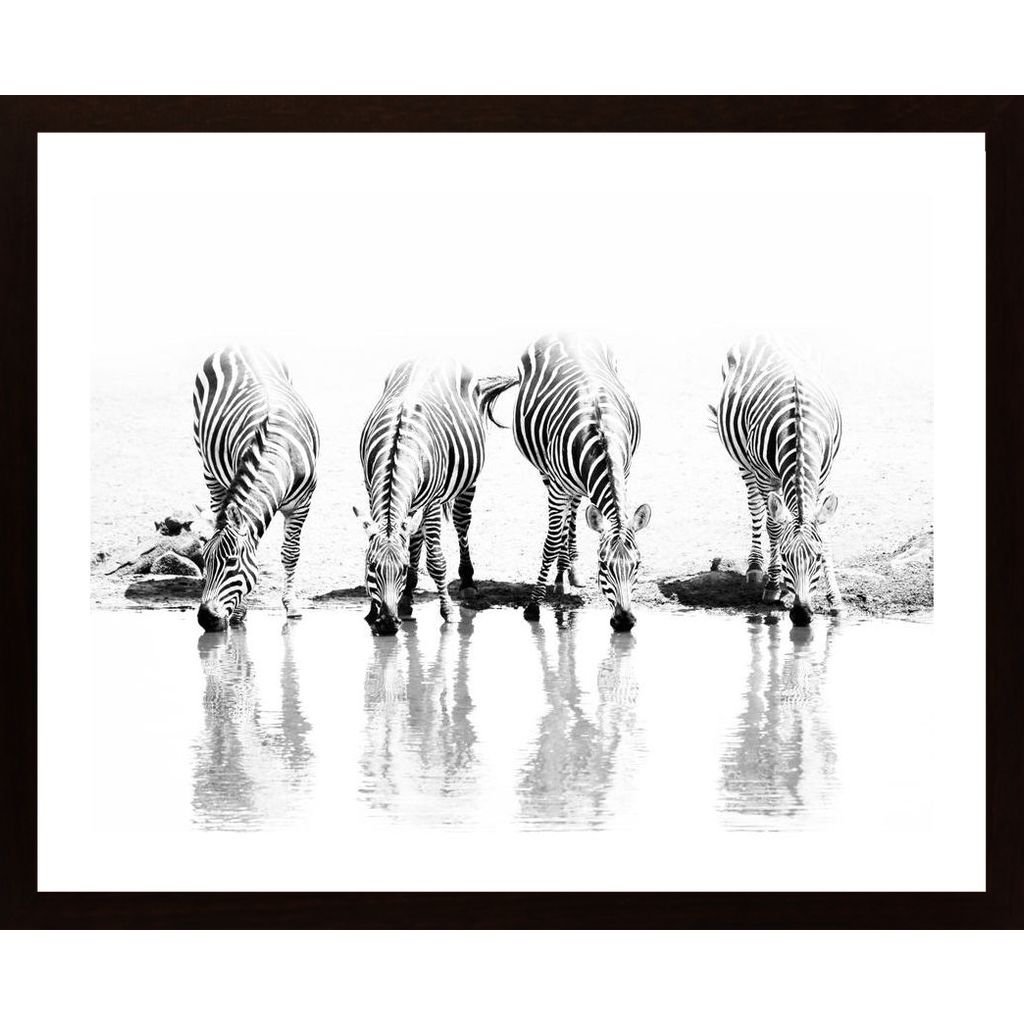 Zebras Drinking Affiche