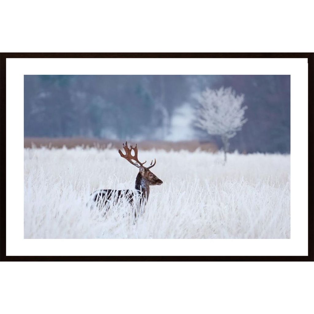 Fallow Deer In The Frozen Winter Landscape Affiche